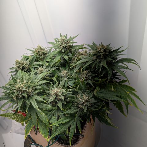 Strawberry Wine  '24 DOC growlog timeline photo