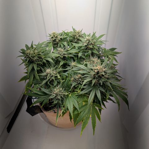 Strawberry Wine  '24 DOC growlog timeline photo