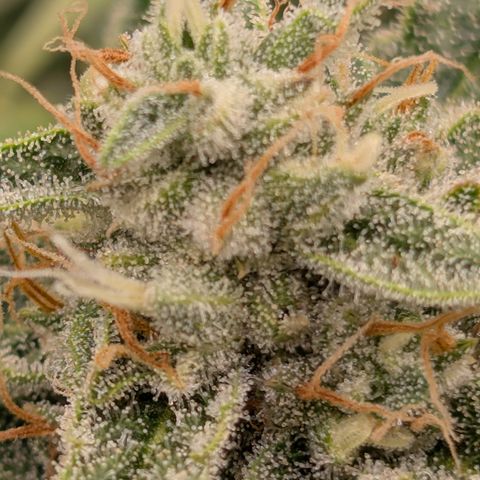 Fog Dog '24 DOC #2 growlog photo: Start of harvest window, needs a little more. 