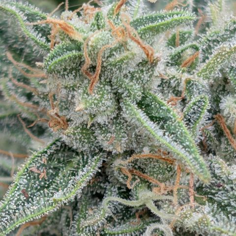 Fog Dog '24 DOC #2 growlog photo: Start of harvest window, needs a little more. 