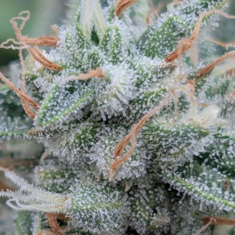 Fog Dog '24 DOC #2 growlog photo: Start of harvest window, needs a little more. 