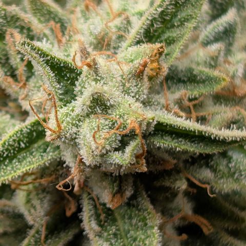 Fog Dog '24 DOC #2 growlog timeline photo