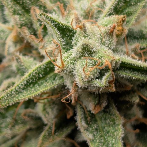 Fog Dog '24 DOC #2 growlog timeline photo