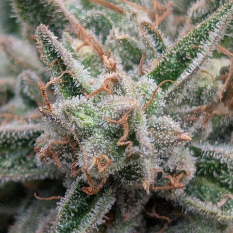 Fog Dog '24 DOC #2 growlog timeline photo