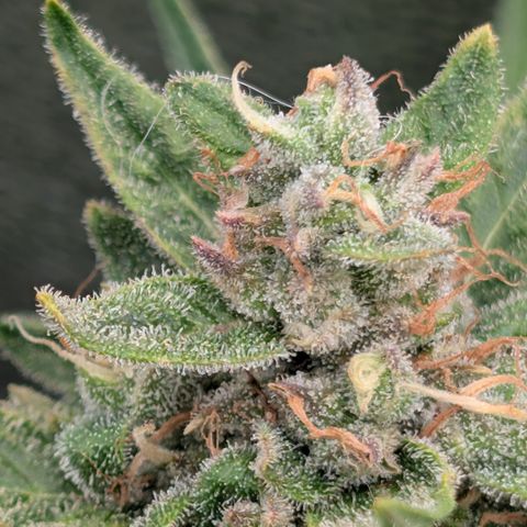 Froot By The Foot  '24 DOC #2 growlog timeline photo