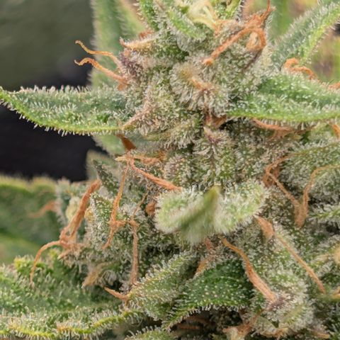 Froot By The Foot  '24 DOC #2 growlog timeline photo