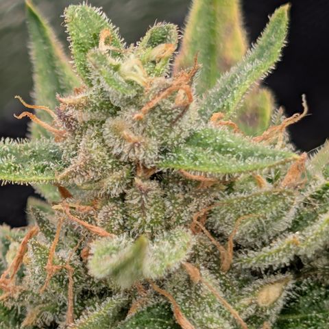 Froot By The Foot  '24 DOC #2 growlog timeline photo