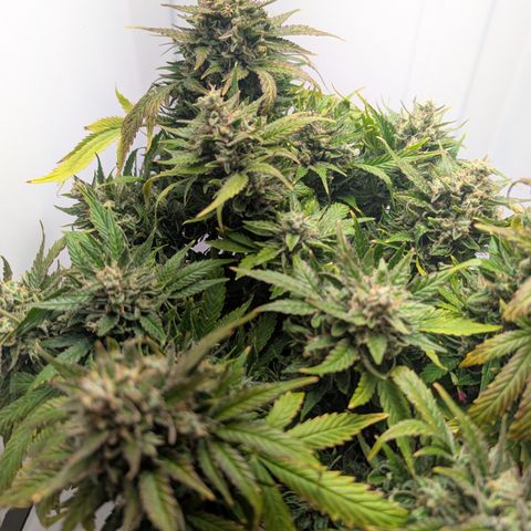 Strawberry Wine  '24 DOC growlog timeline photo