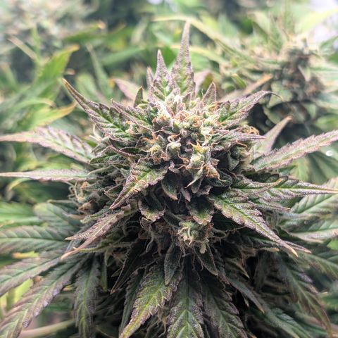Strawberry Wine  '24 DOC growlog timeline photo