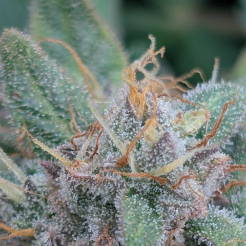 Sour RNA CBD '24 DOC growlog timeline photo