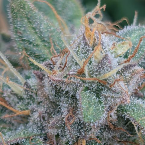 Sour RNA CBD '24 DOC growlog timeline photo