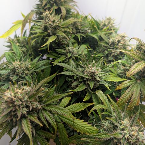 Strawberry Wine  '24 DOC growlog timeline photo