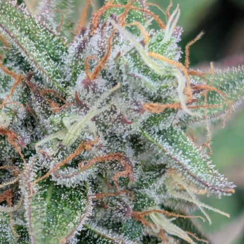 Gummibears  '24 DOC growlog timeline photo