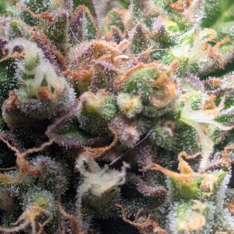 Strawberry Wine  '24 DOC growlog timeline photo