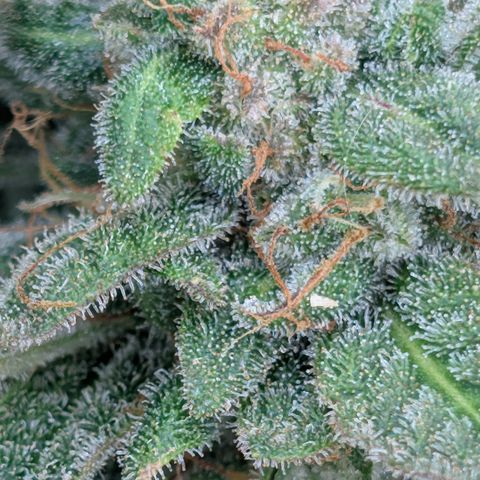 Sour RNA CBD '24 DOC growlog timeline photo