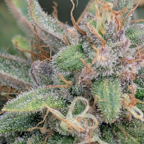Sour RNA CBD '24 DOC growlog timeline photo