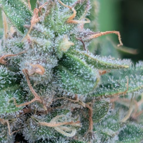 Froot By The Foot  '24 DOC #2 growlog timeline photo