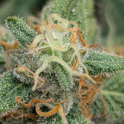 Gummibears  '24 DOC growlog timeline photo