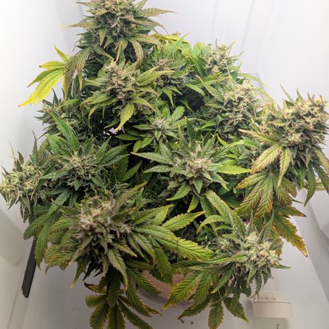 Strawberry Wine  '24 DOC growlog timeline photo