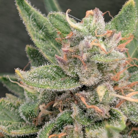 Froot By The Foot  '24 DOC #2 growlog timeline photo