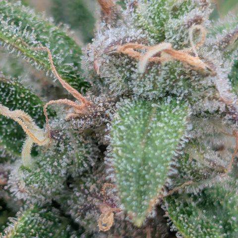 Froot By The Foot  '24 DOC #2 growlog timeline photo