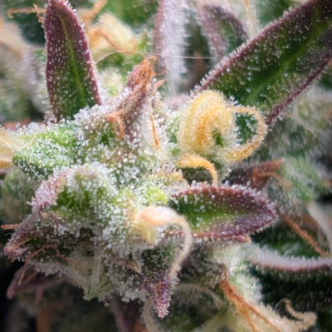 Strawberry Wine  '24 DOC growlog timeline photo