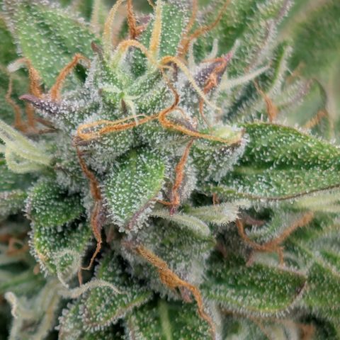 Gummibears  '24 DOC growlog timeline photo