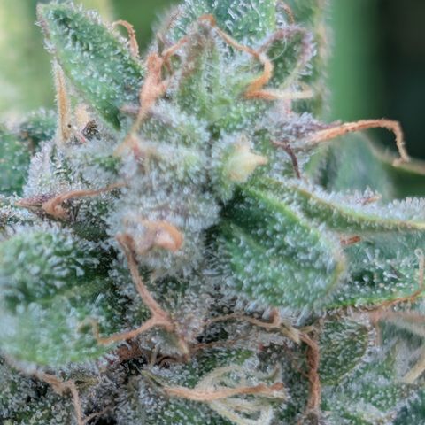 Froot By The Foot  '24 DOC #2 growlog timeline photo