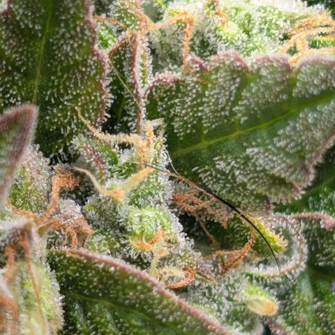 Strawberry Wine  '24 DOC growlog timeline photo