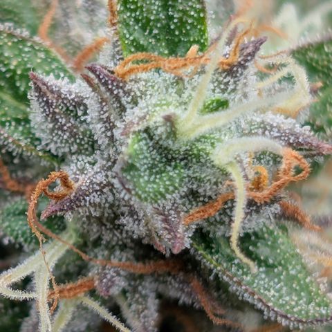Gummibears  '24 DOC growlog timeline photo