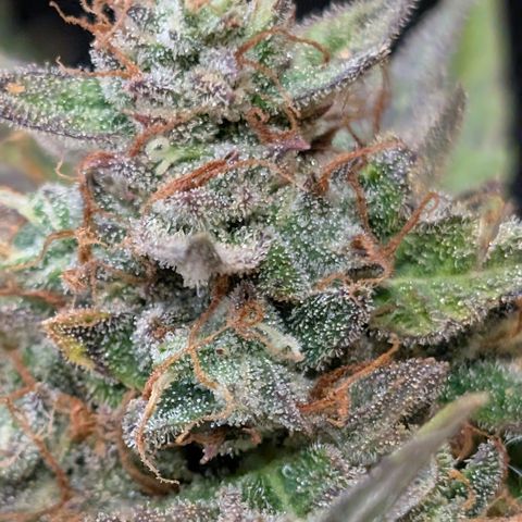 Gummibears  '24 DOC growlog timeline photo
