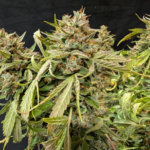 Gummibears  '24 DOC growlog timeline photo