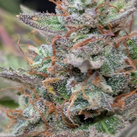 Gummibears  '24 DOC growlog timeline photo