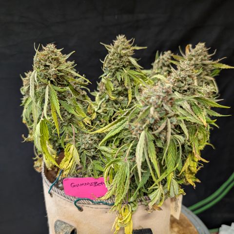 Gummibears  '24 DOC growlog timeline photo