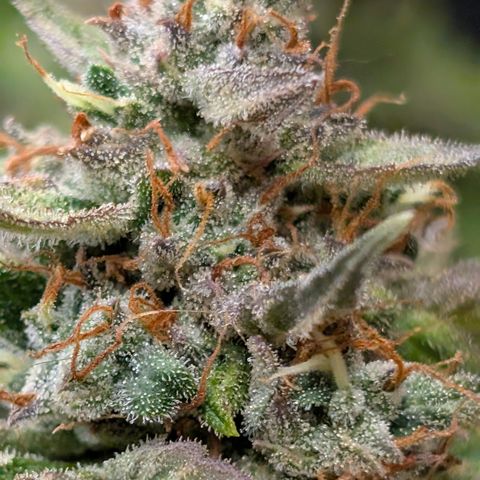 Gummibears  '24 DOC growlog timeline photo
