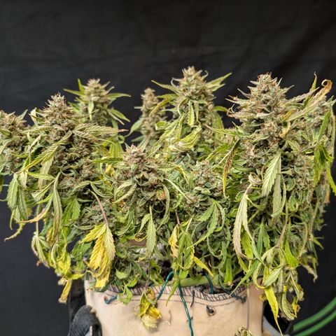 Gummibears  '24 DOC growlog timeline photo