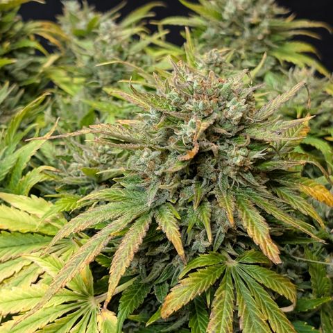 Strawberry Wine  '24 DOC growlog timeline photo
