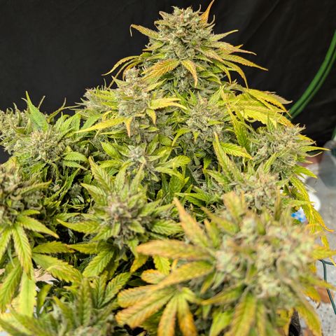 Strawberry Wine  '24 DOC growlog timeline photo