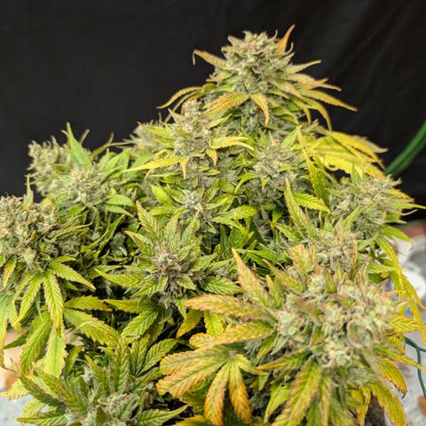 Strawberry Wine  '24 DOC growlog timeline photo