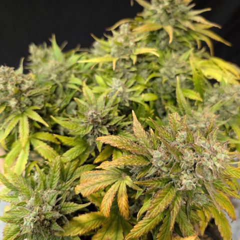 Strawberry Wine  '24 DOC growlog timeline photo