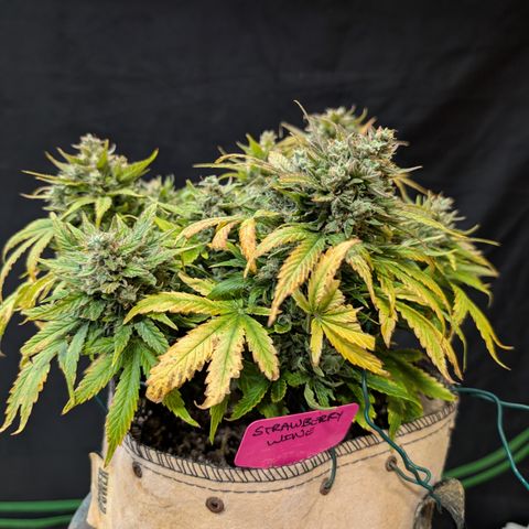 Strawberry Wine  '24 DOC growlog timeline photo