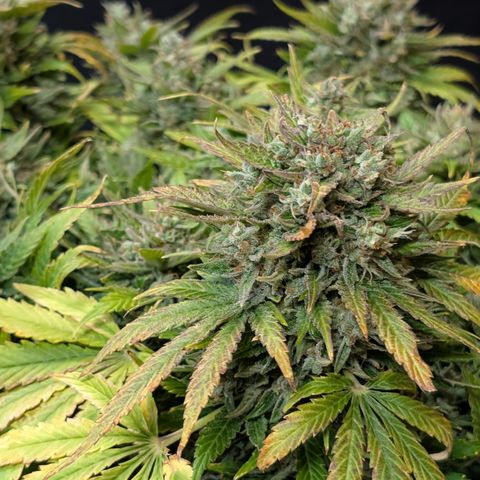 Strawberry Wine  '24 DOC growlog timeline photo