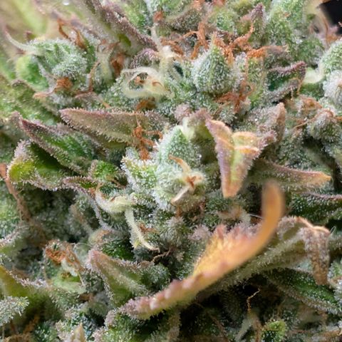 Strawberry Wine  '24 DOC growlog timeline photo