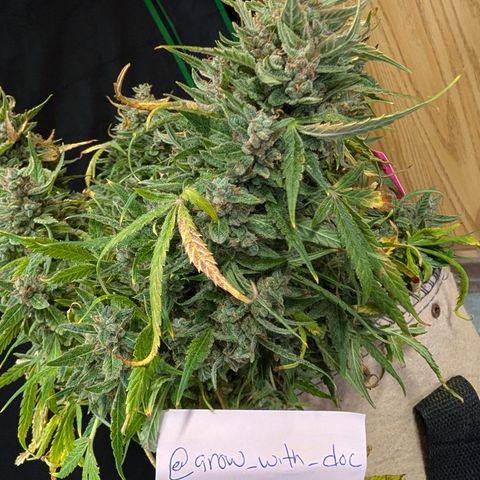 Froot By The Foot  '24 DOC #2 growlog timeline photo