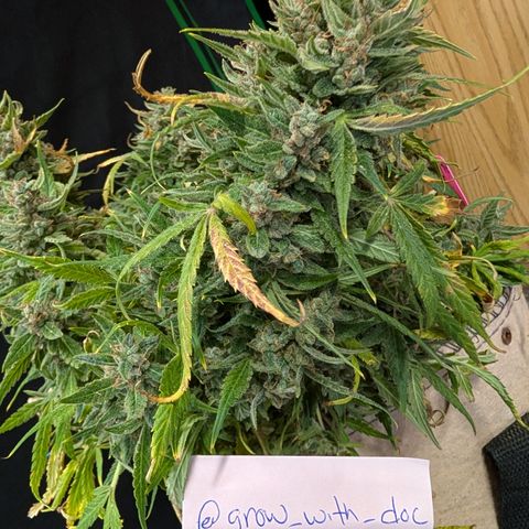 Froot By The Foot  '24 DOC #2 growlog timeline photo