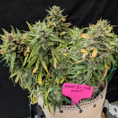 Froot By The Foot  '24 DOC #2 growlog timeline photo