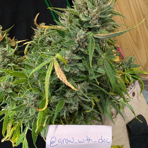 Froot By The Foot  '24 DOC #2 growlog timeline photo