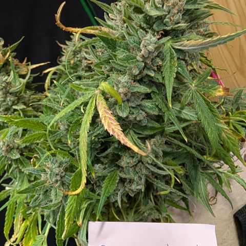 Froot By The Foot  '24 DOC #2 growlog timeline photo