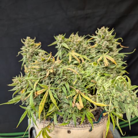 Froot By The Foot  '24 DOC #2 growlog timeline photo