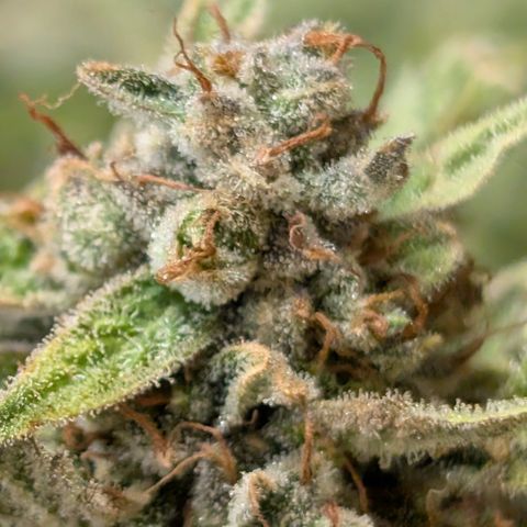 Fog Dog '24 DOC #2 growlog timeline photo